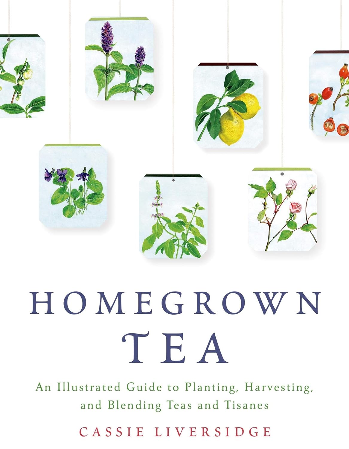 Homegrown Tea: An Illustrated Guide to Planting, Harvesting, and Blending Teas and Tisanes: An Illustrated Guide to Planting, Harvesting, and Blending Teas and Tisanes