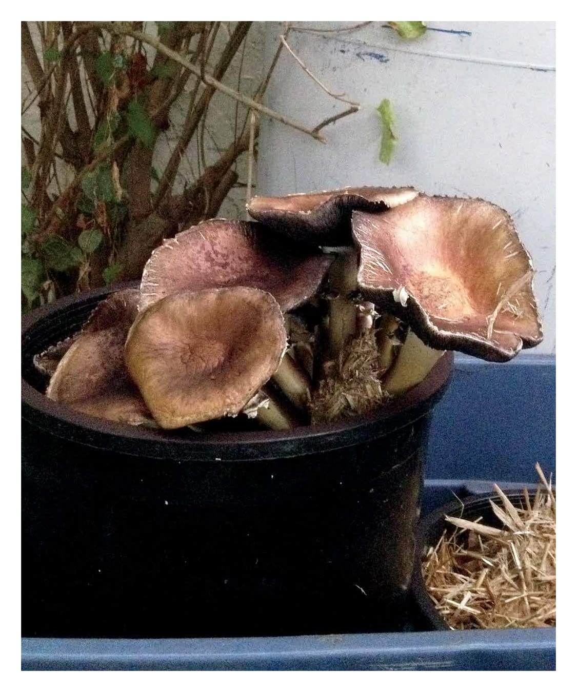 DIY Mushroom Cultivation: Growing Mushrooms at Home for Food, Medicine, and Soil: Growing Mushrooms at Home for Food, Medicine, and Soil