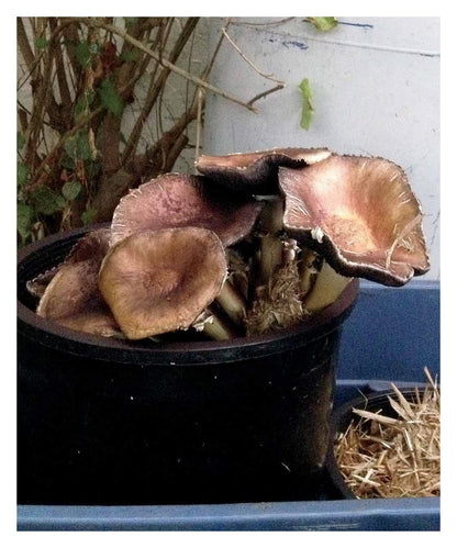 DIY Mushroom Cultivation: Growing Mushrooms at Home for Food, Medicine, and Soil: Growing Mushrooms at Home for Food, Medicine, and Soil