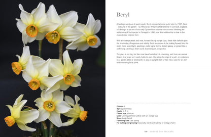 Daffodils: Beautiful Varieties for Home and Garden