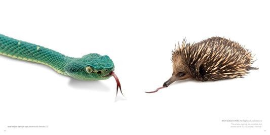 The Photo Ark: One Man's Quest to Document the World's Animals (National Geographic)