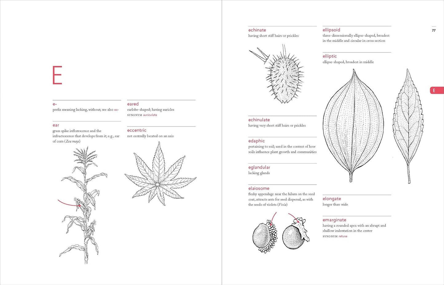 A Botanist's Vocabulary: 1300 Terms Explained and Illustrated