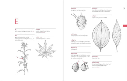 A Botanist's Vocabulary: 1300 Terms Explained and Illustrated