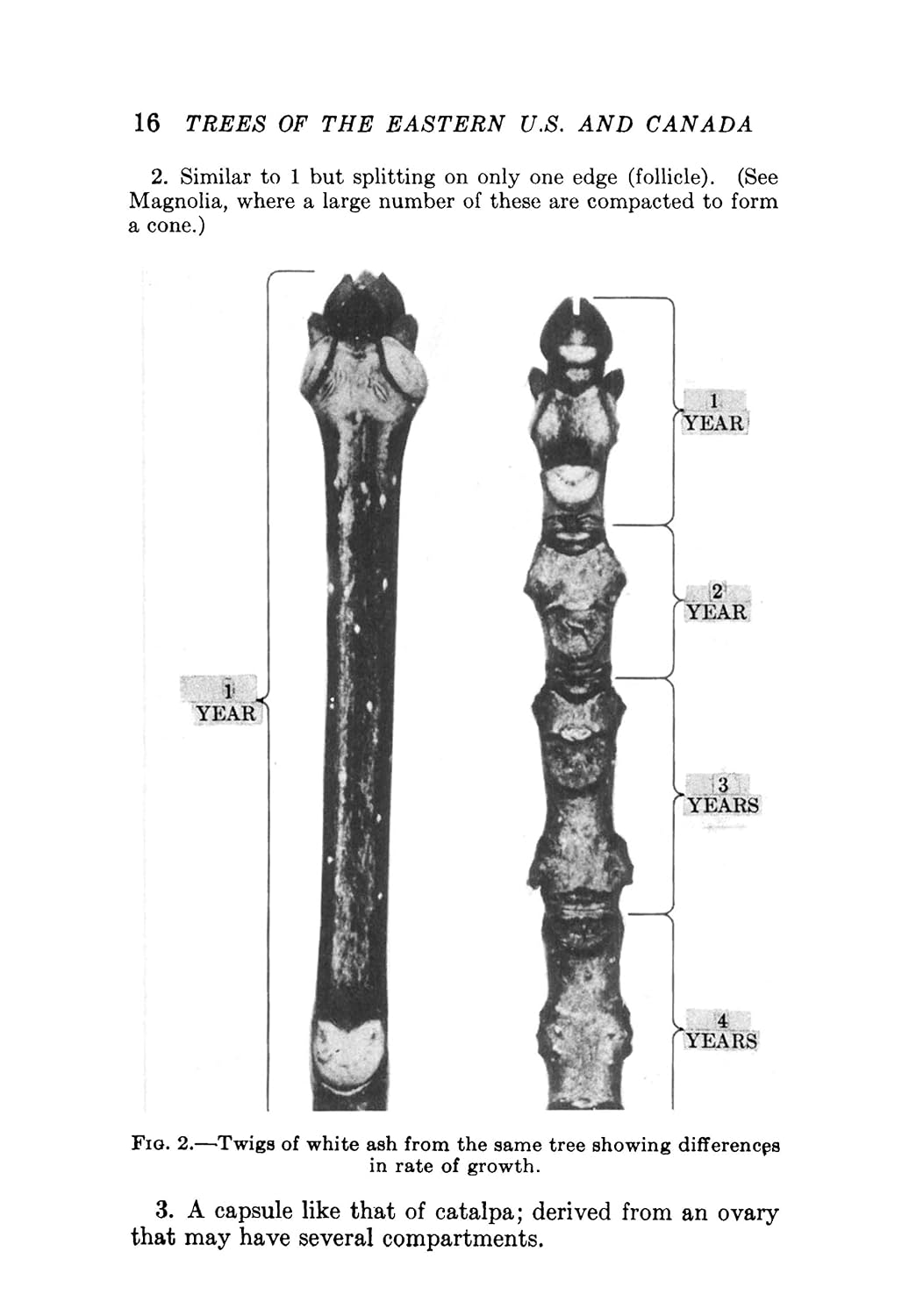 Trees of the Eastern and Central United States and Canada: The Identification, Habits, Distribution, Woodlore and Uses of Conifers and Hardwoods, Both