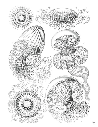 Ernst Haeckel: Art Forms in Nature Coloring Book