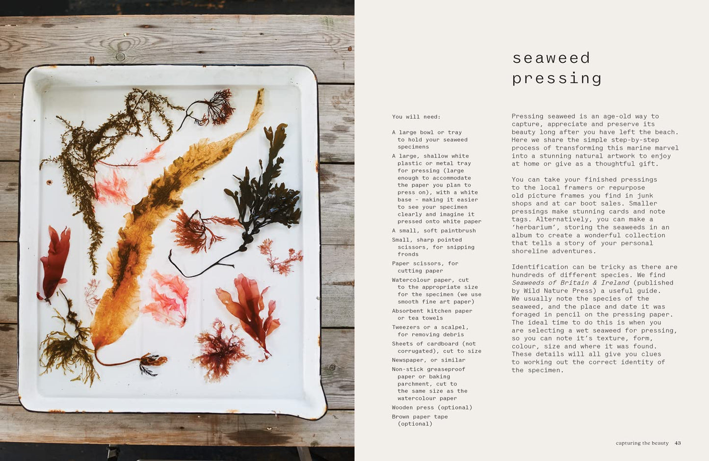Seaweed: Foraging, Collecting, Pressing