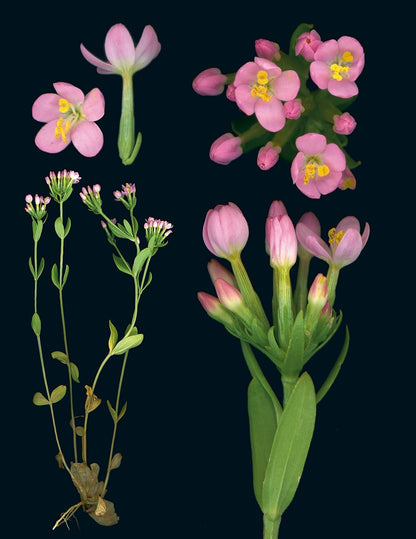 100 Plants That Heal: The Illustrated Herbarium of Medicinal Plants by François Couplan & Gérard Debuigne