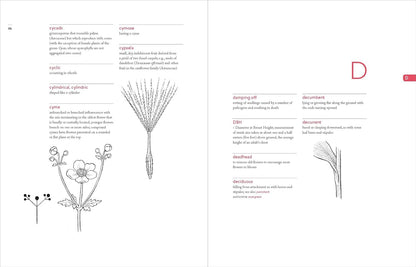 A Botanist's Vocabulary: 1300 Terms Explained and Illustrated