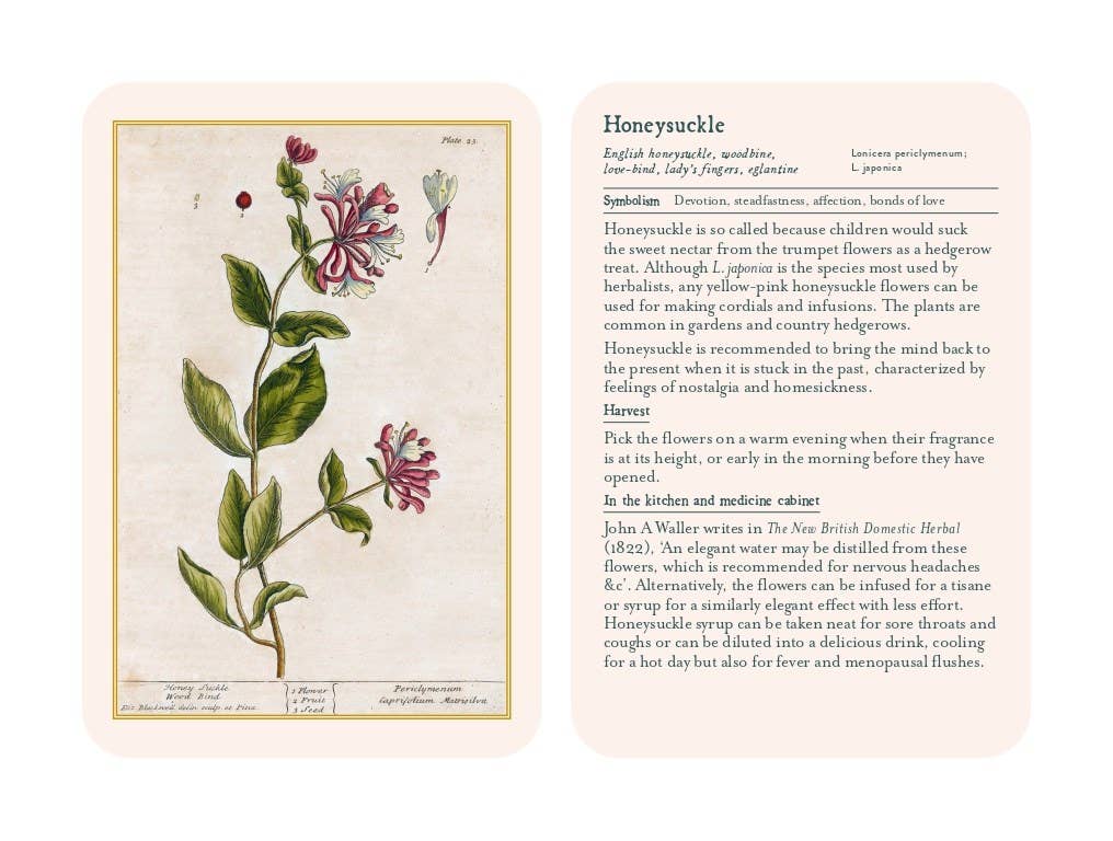 Healing Plants: 50 Botanical Cards Illustrated by the Pioneering Herbalist Elizabeth Blackwell: 50 Botanical Cards Illustrated by the Pioneering Herbalist Elizabeth Blackwell