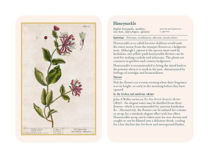 Healing Plants: 50 Botanical Cards Illustrated by the Pioneering Herbalist Elizabeth Blackwell: 50 Botanical Cards Illustrated by the Pioneering Herbalist Elizabeth Blackwell