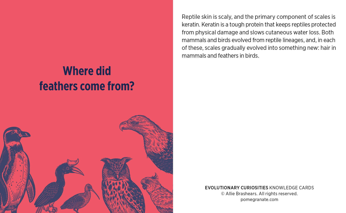 Evolutionary Curiosities Knowledge Cards
