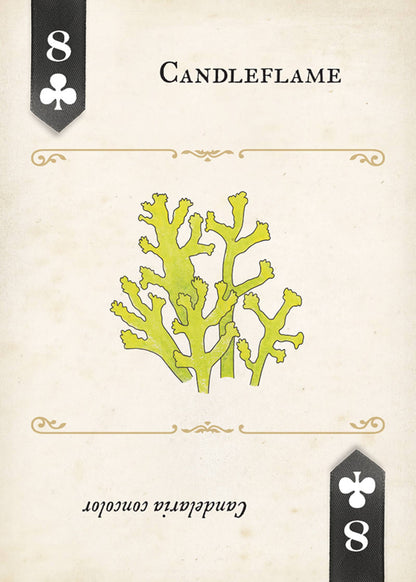 Fungi, Mushrooms & Lichens Playing Cards