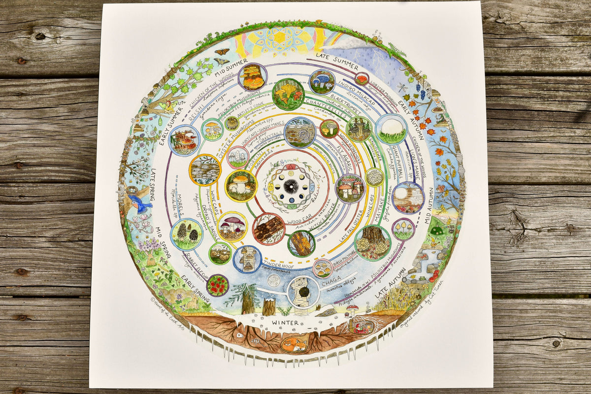 Mushroom Foraging Calendar | Edible & Medicinal Fungi Guide