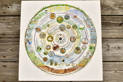 Mushroom Foraging Calendar | Edible & Medicinal Fungi Guide