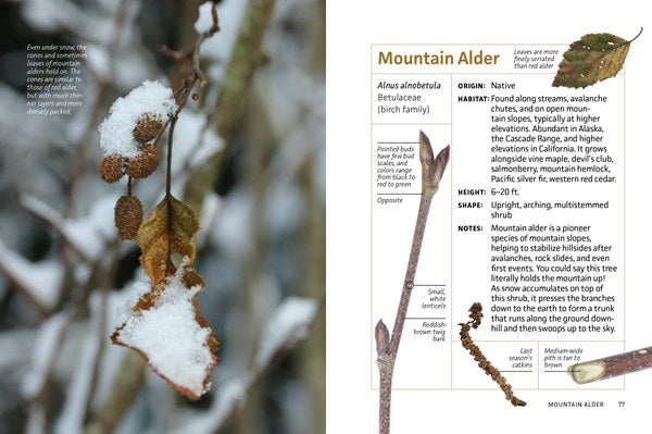 Winter Twigs of the Pacific Northwest: Common Trees and Shrubs