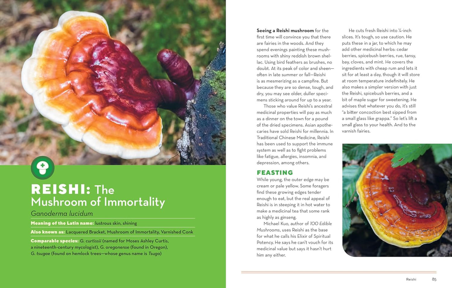 How to Forage for Mushrooms Without Dying: An Absolute Beginner's Guide to Identifying 29 Wild, Edible Mushrooms