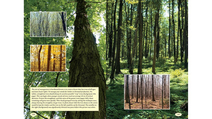 The Woodlot Management Handbook: Making the Most of Your Wooded Property for Conservation, Income or Both (Revised, Expanded)