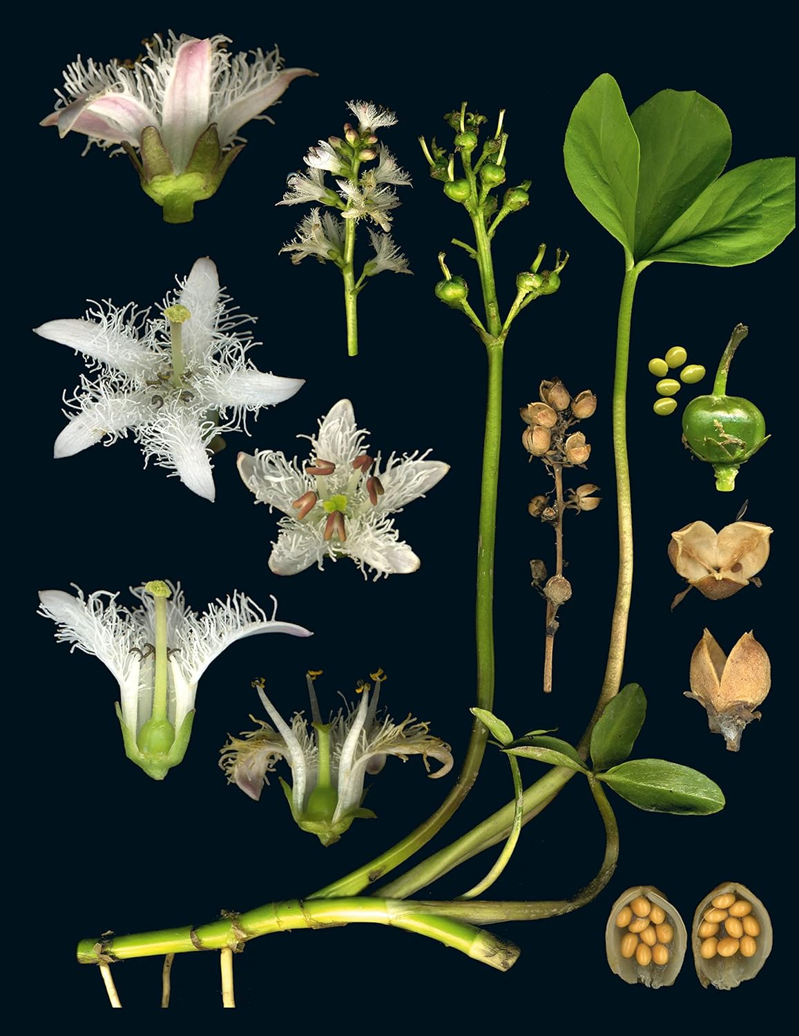 100 Plants That Heal: The Illustrated Herbarium of Medicinal Plants by François Couplan & Gérard Debuigne