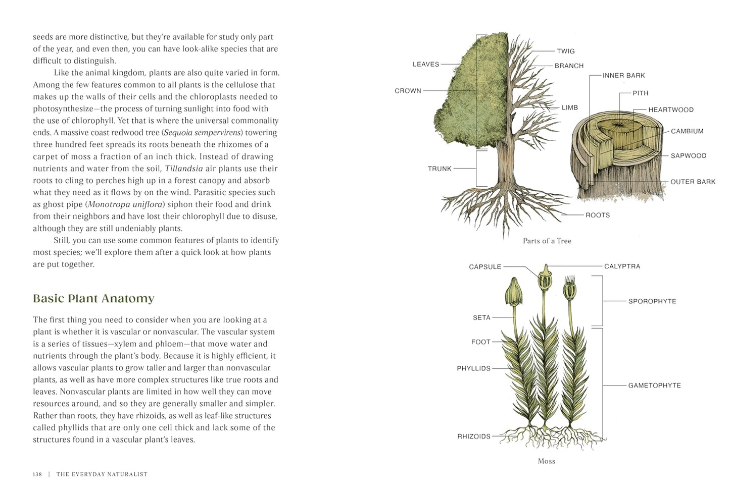 The Everyday Naturalist: How to Identify Animals, Plants, and Fungi Wherever You Go by Rebecca Lexa