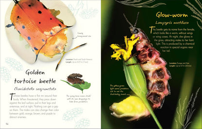 An Anthology of Beetles: A Collection of Brilliant Beetles from Around the World