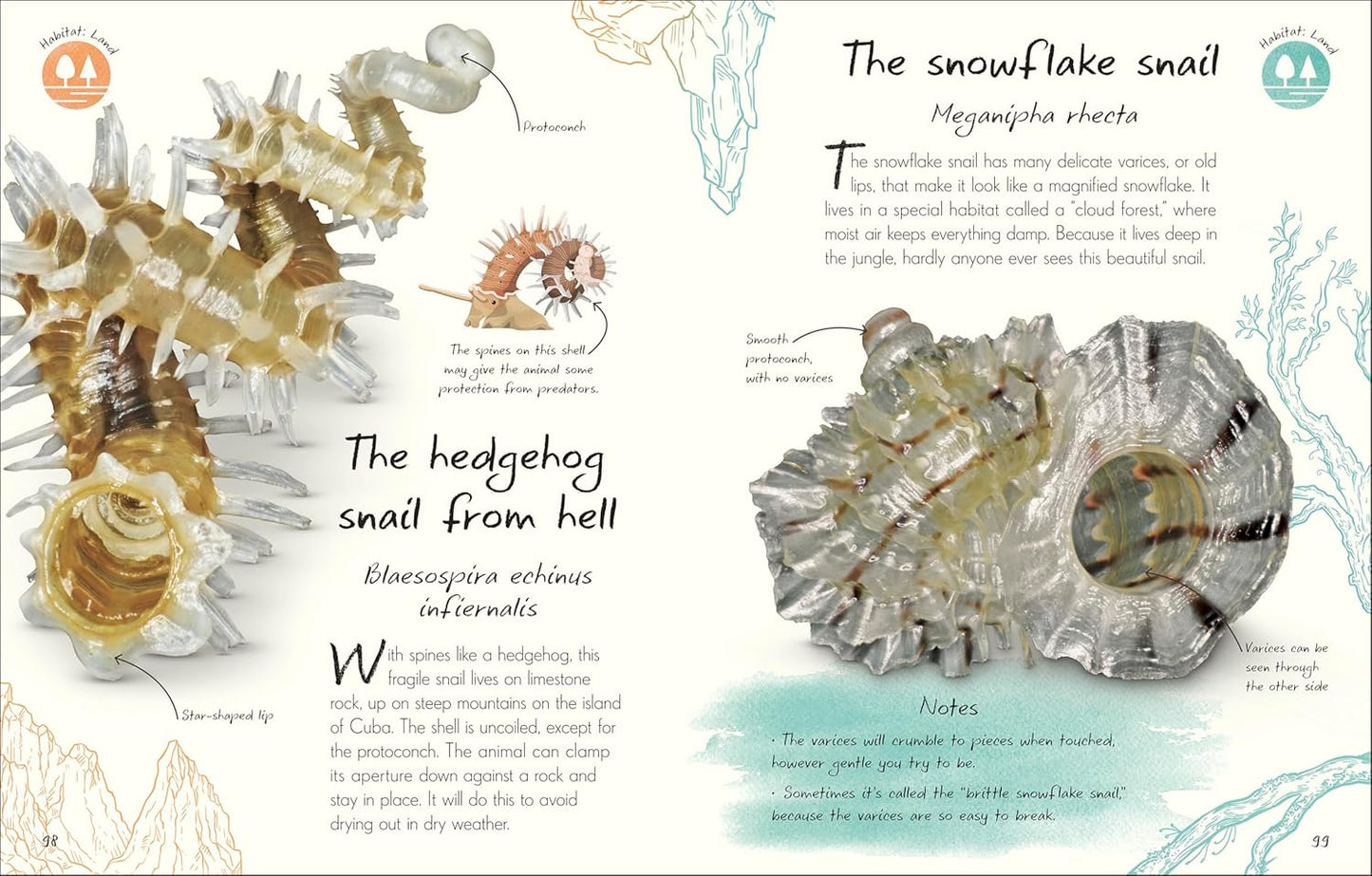An Anthology of Shells: A Collection of Fascinating Shells from Around the World
