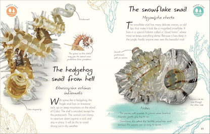 An Anthology of Shells: A Collection of Fascinating Shells from Around the World
