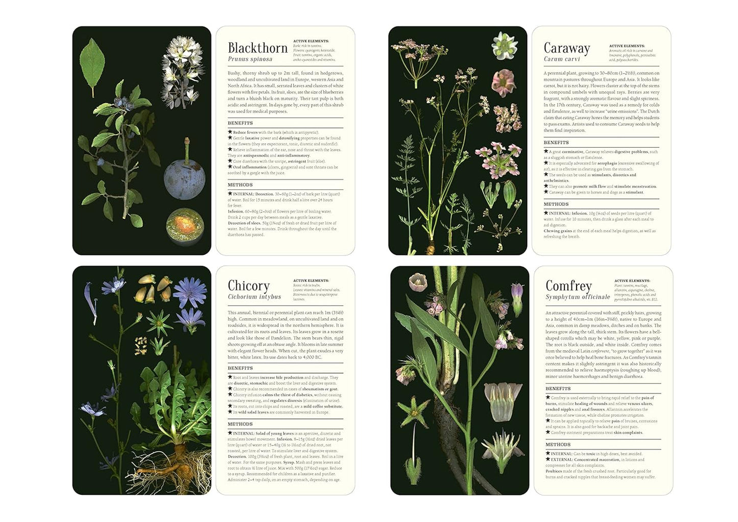 50 Plants That Heal: Discover Medicinal Plants Card Deck by François Couplan & Gérard Debuigne, Pierre And Délia Vignes (Photographers)