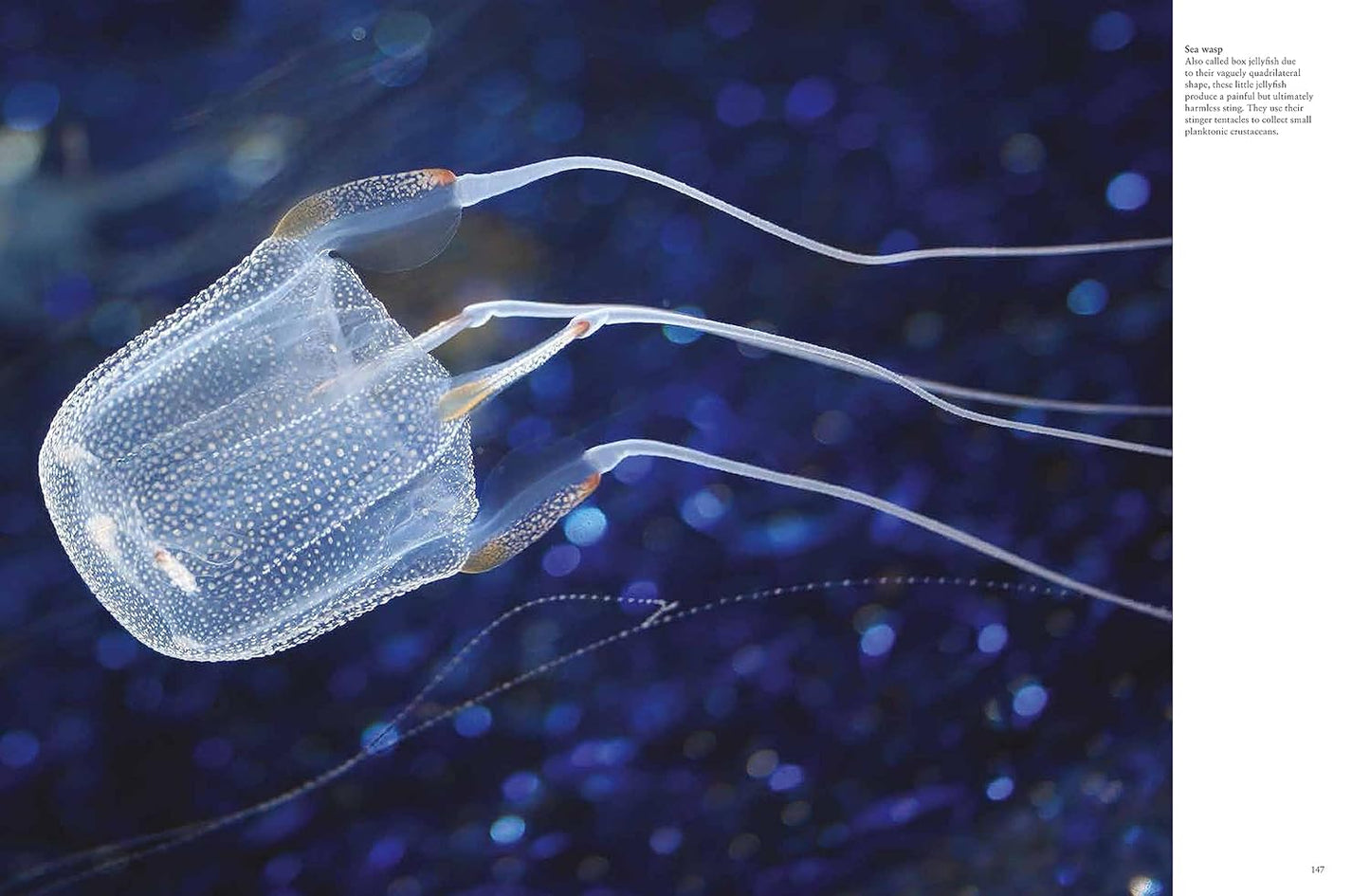 Sharks and Underwater Predators