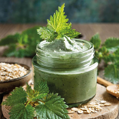 Nettle: Simple Things to Do with the Plants Around You (The Little Wild Library)