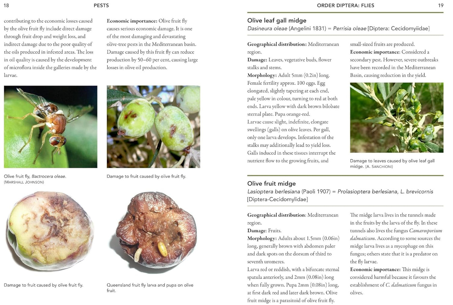 A Guide to Olive Pests & Diseases: Treating Olive Pests, Diseases and Disorders Worldwide, Growing 'Happy' Olive Trees and Reducing Reliance on Chemical Use by Dr. Vera Sergeeva