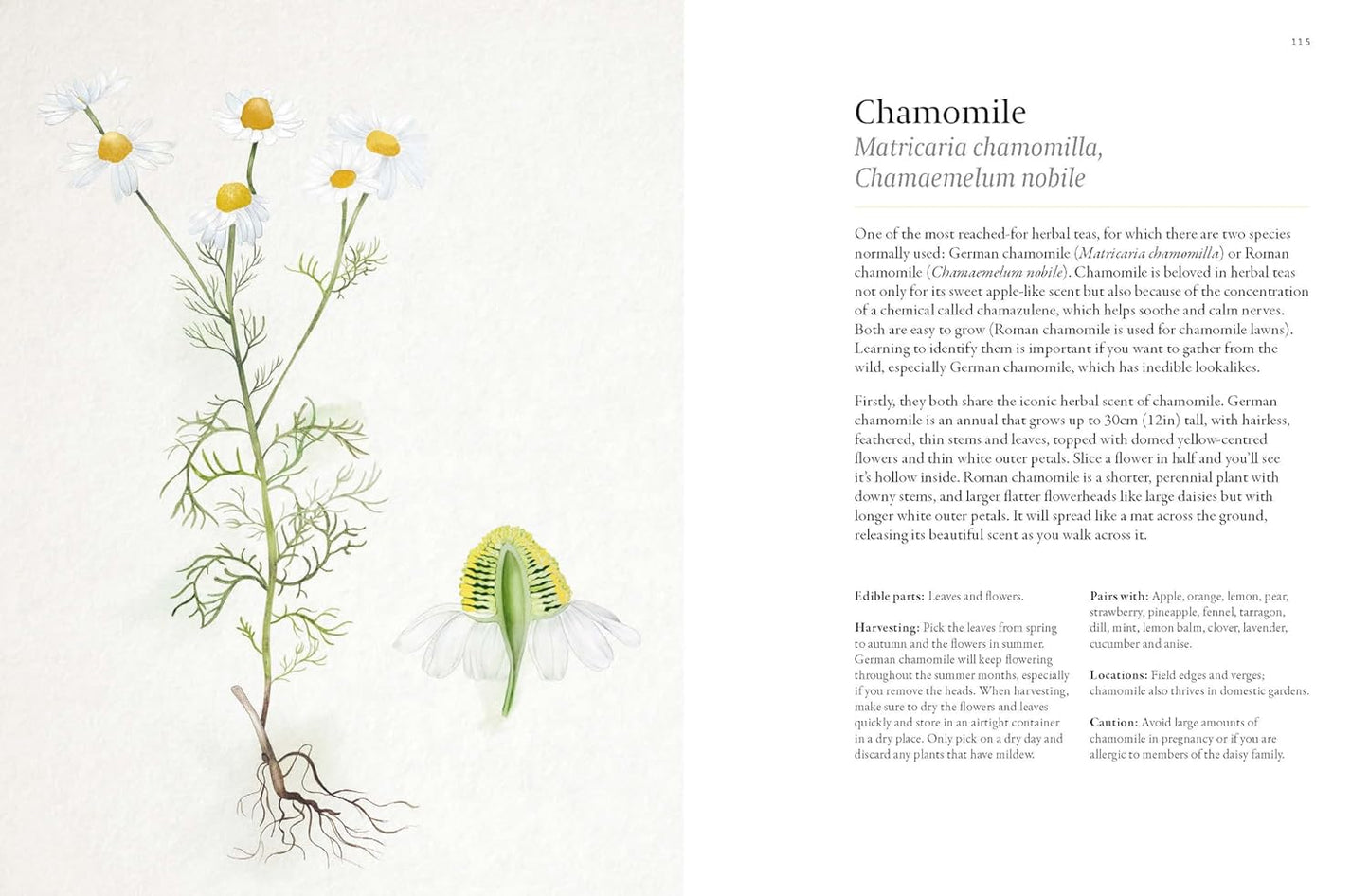 A Forager's Guide to Wild Drinks: Ferments, Infusions and Thirst-Quenchers for Every Season