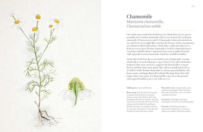 A Forager's Guide to Wild Drinks: Ferments, Infusions and Thirst-Quenchers for Every Season