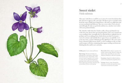 A Forager's Guide to Wild Drinks: Ferments, Infusions and Thirst-Quenchers for Every Season