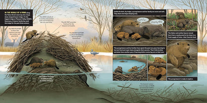 What Goes on Inside a Beaver Pond?