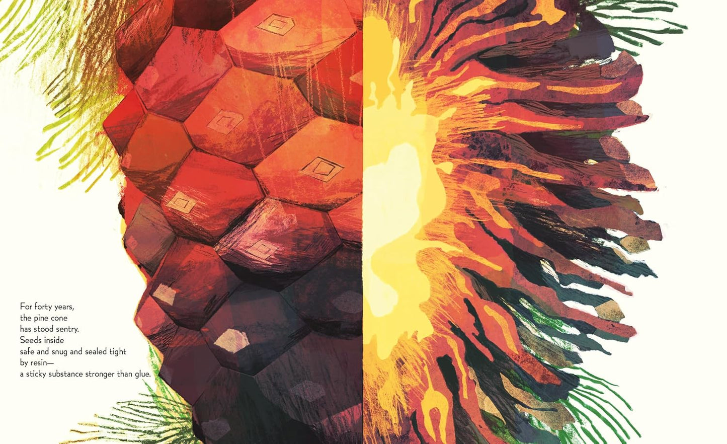 Pine Cone Regrown: How One Species Thrives After Fire by Elisa Boxer