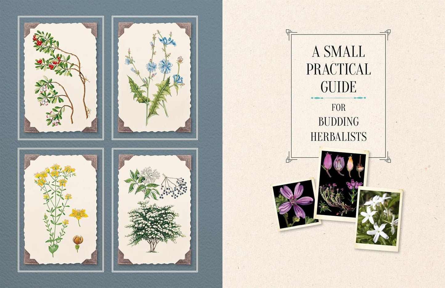 100 Plants That Heal: The Illustrated Herbarium of Medicinal Plants by François Couplan & Gérard Debuigne