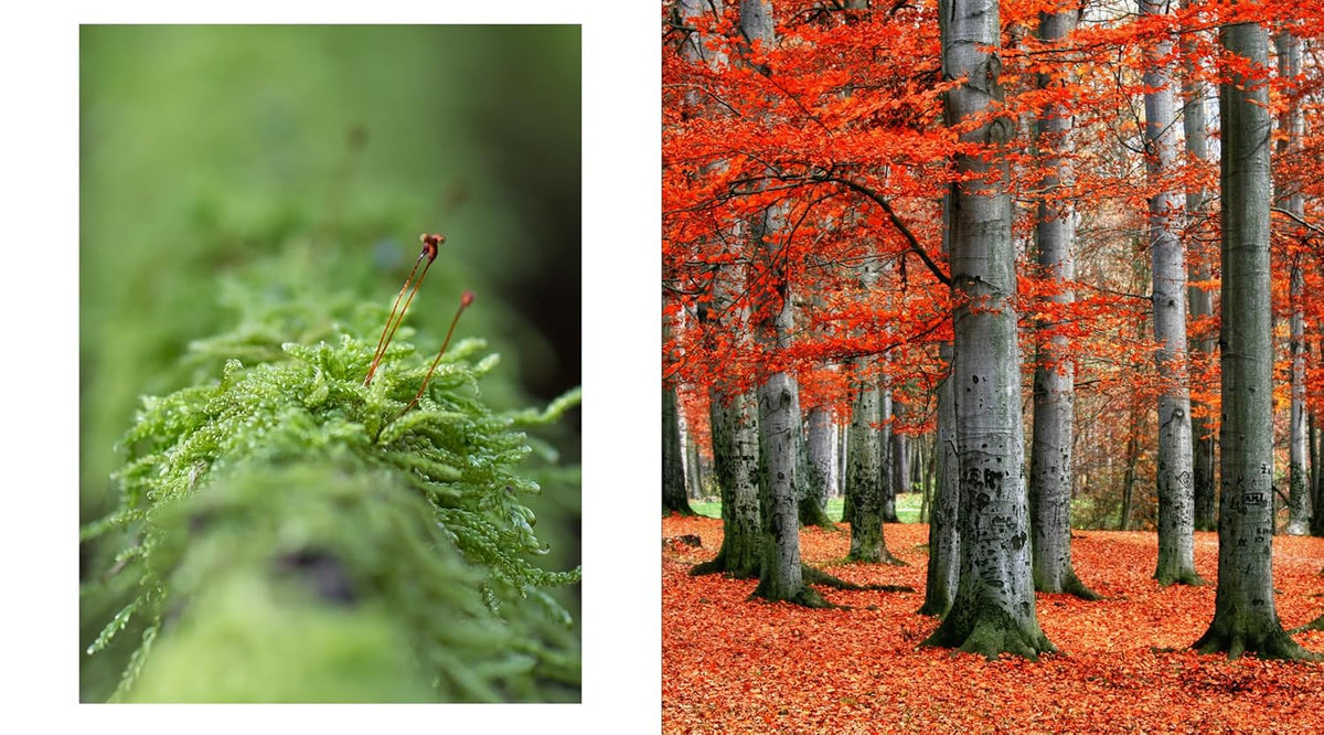 The Hidden Life of Trees: The Illustrated Edition
