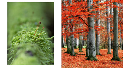 The Hidden Life of Trees: The Illustrated Edition