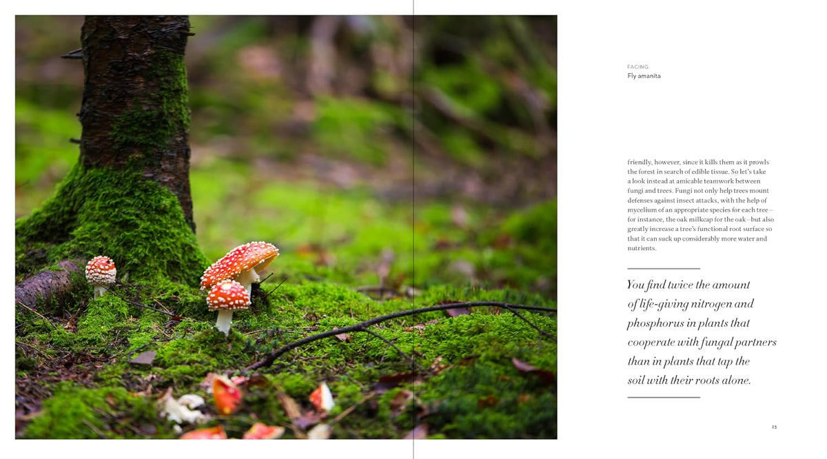 The Hidden Life of Trees: The Illustrated Edition