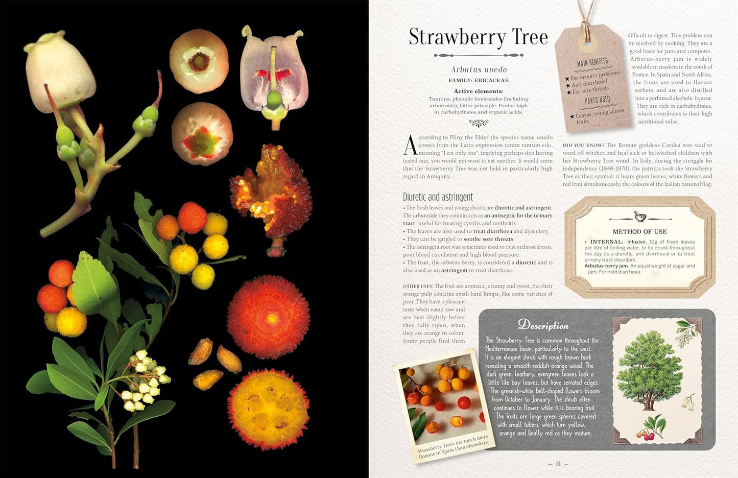 100 Plants That Heal: The Illustrated Herbarium of Medicinal Plants by François Couplan & Gérard Debuigne