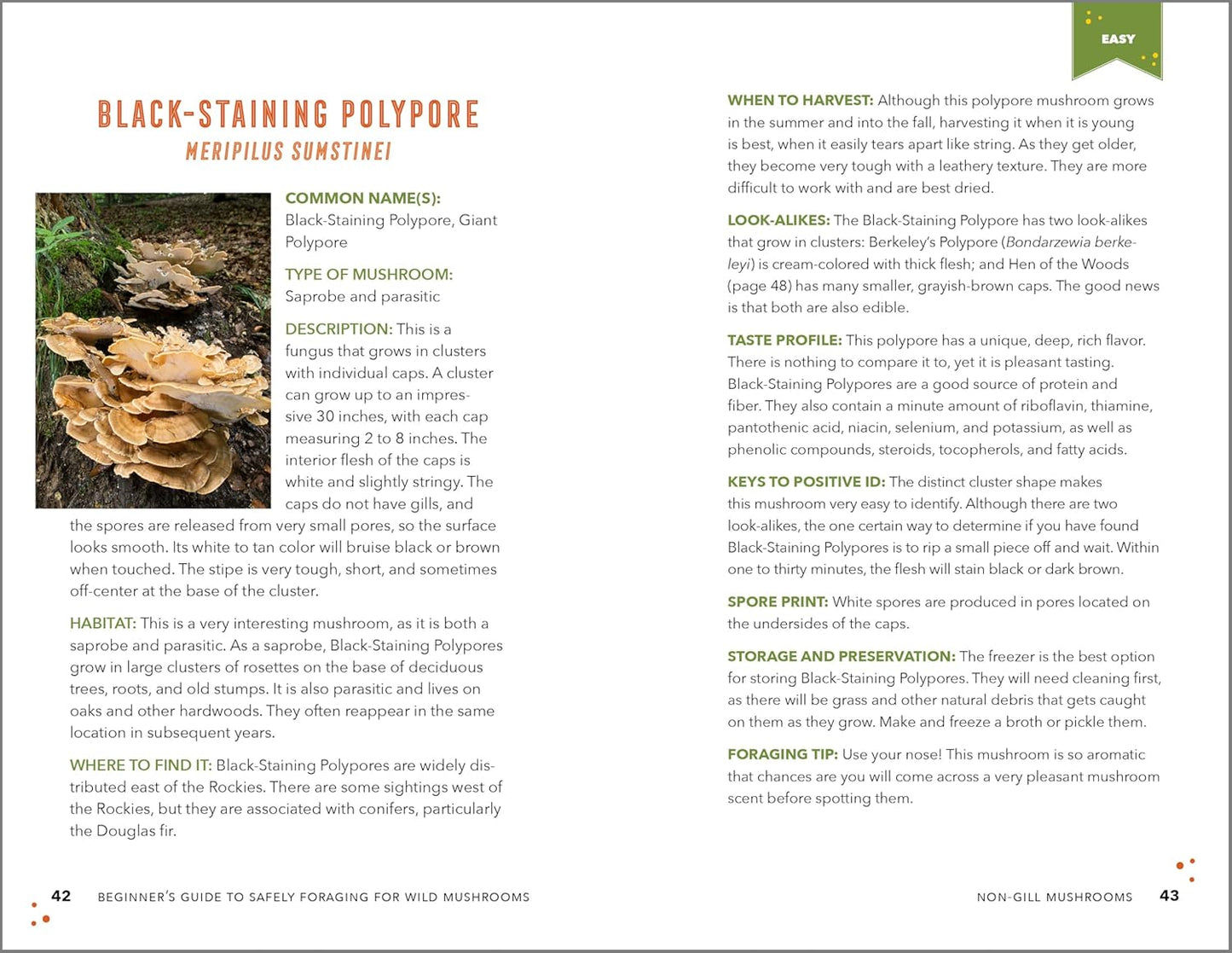 Beginner's Guide to Safely Foraging for Wild Mushrooms: Identifying and Collecting Mushrooms Sustainably with Confidence: Identifying and Collecting Mushrooms Sustainably with Confidence