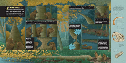 What Goes on Inside a Beaver Pond?