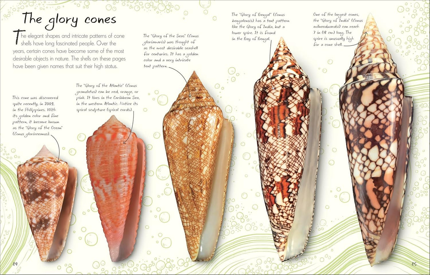 An Anthology of Shells: A Collection of Fascinating Shells from Around the World