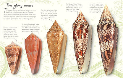 An Anthology of Shells: A Collection of Fascinating Shells from Around the World