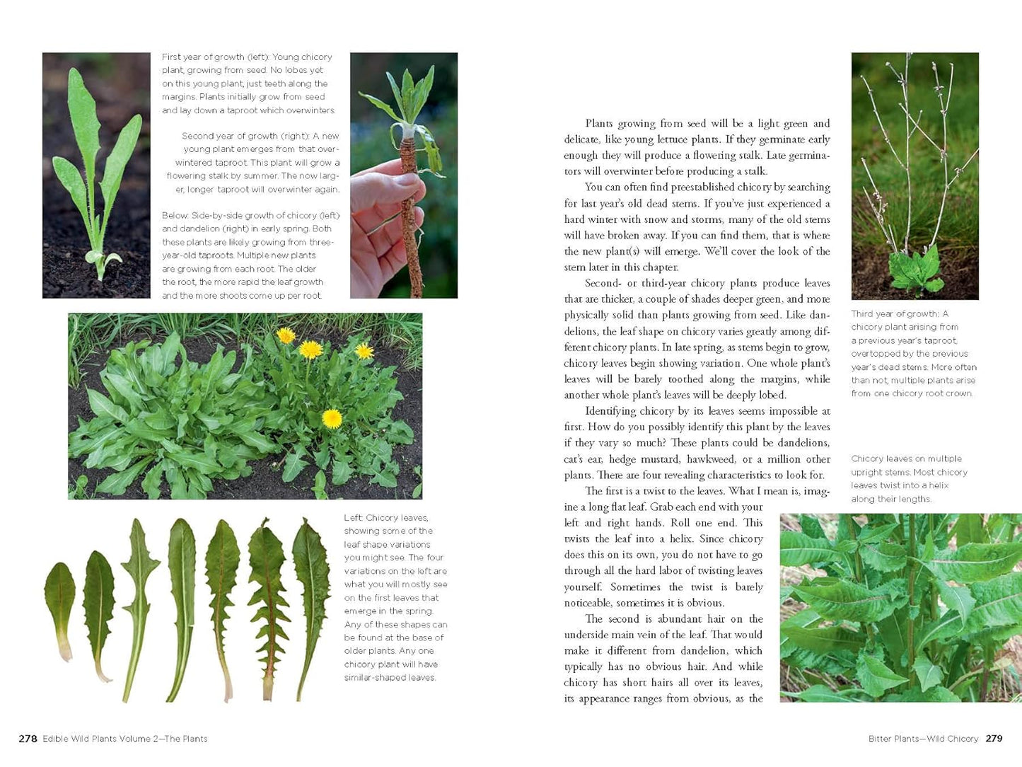 Edible Wild Plants, Volume 2: Wild Foods from Foraging to Feasting by John Kallas Phd