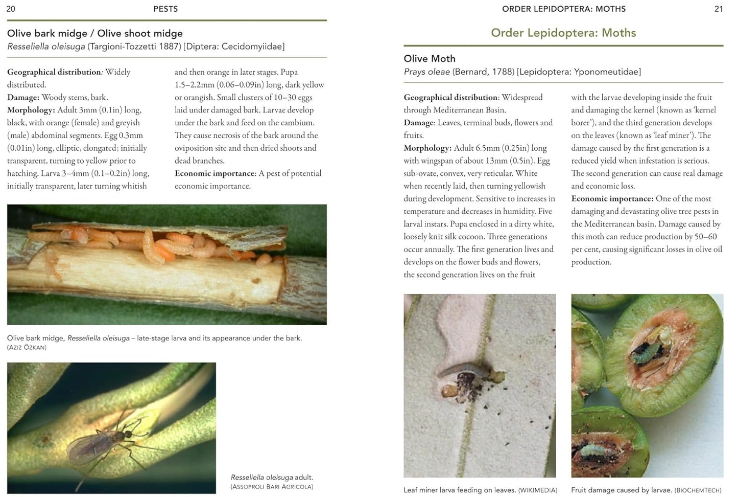 A Guide to Olive Pests & Diseases: Treating Olive Pests, Diseases and Disorders Worldwide, Growing 'Happy' Olive Trees and Reducing Reliance on Chemical Use by Dr. Vera Sergeeva