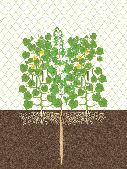 Japanese Style Companion Planting: Organic Gardening Techniques for Optimal Growth and Flavor: Organic Gardening Techniques for Optimal Growth and Flavor