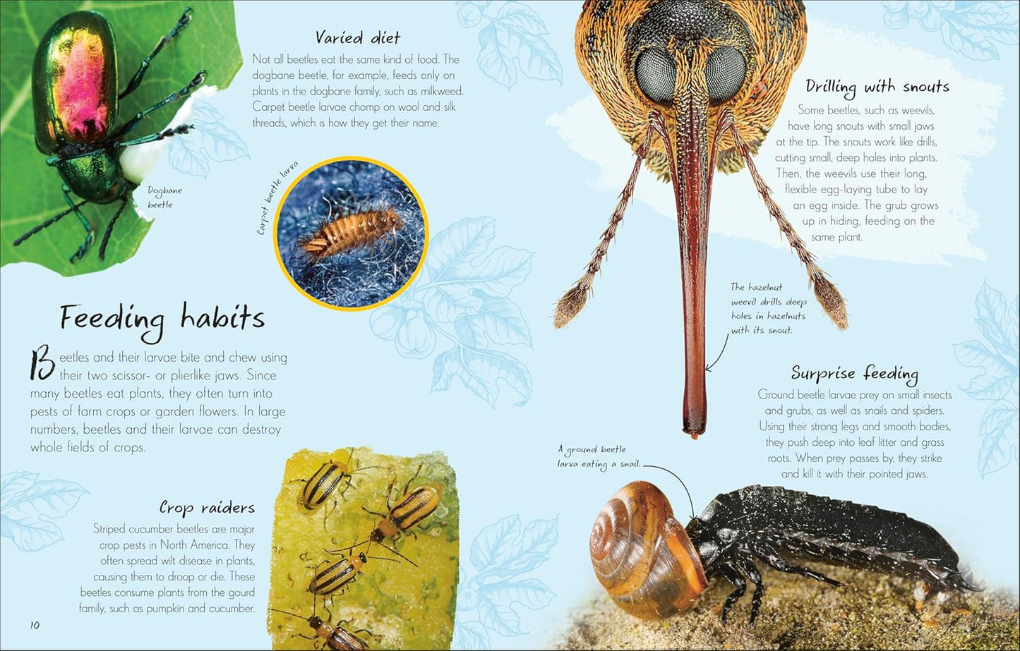 An Anthology of Beetles: A Collection of Brilliant Beetles from Around the World