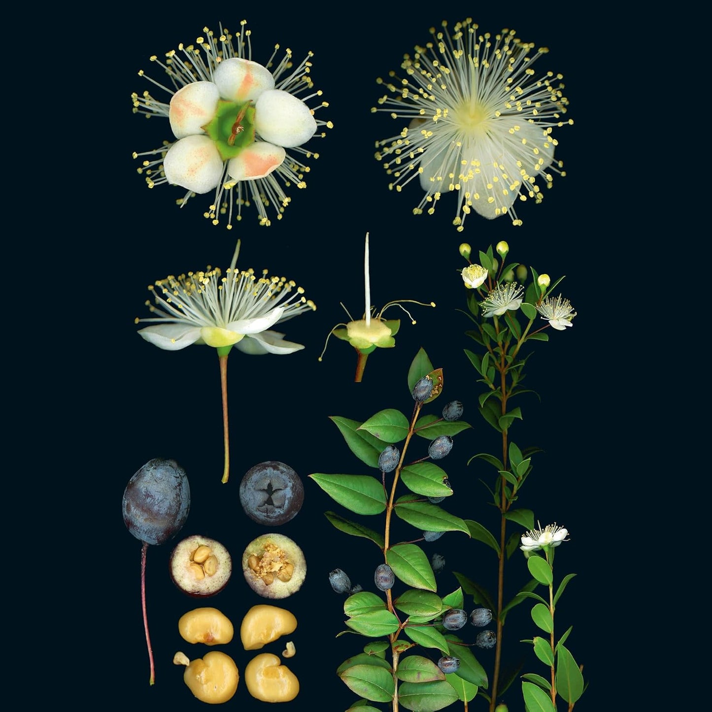 100 Plants That Heal: The Illustrated Herbarium of Medicinal Plants by François Couplan & Gérard Debuigne