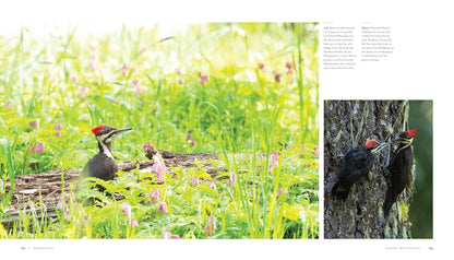 Woodpecker: A Year in the Life of North American Woodpeckers